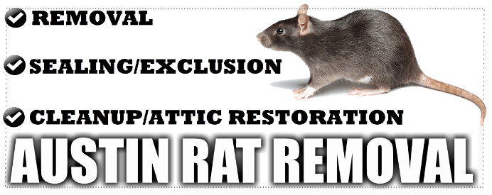 Rat removal austin tx, rat exclusion in austin tx, rat feces cleanup in austin tx