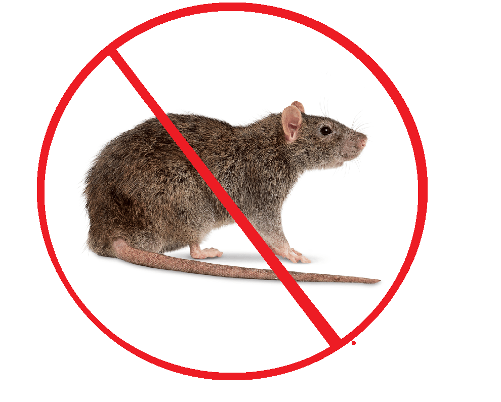 Rodents in your attic Austin TX? Call Centex for a permanent solution to the problem.Don't let those unwanted visitors invade your space and disrupt your peace