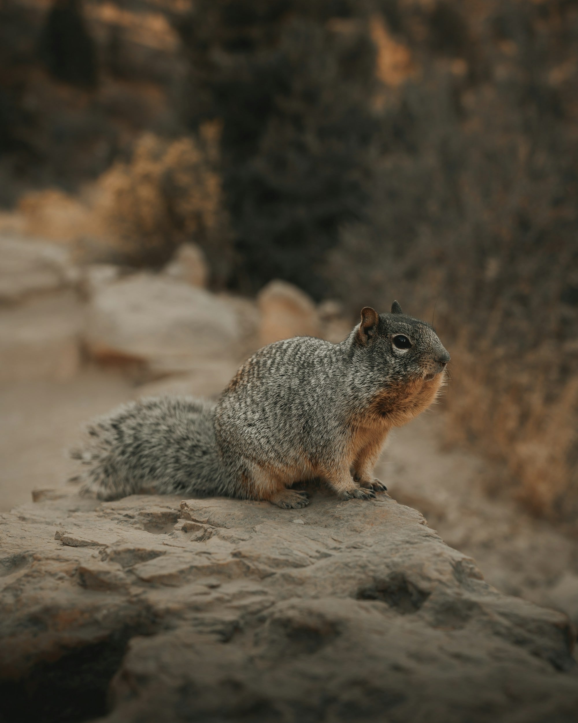 Our Team is fully equipped with the proper materials for the removal of Rock Squirrels in Austin, TX