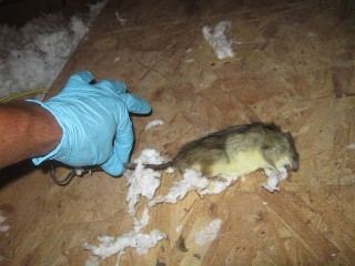 Dead Rodent Removal in Austin TX, Dead Rat Removal in Austin TX