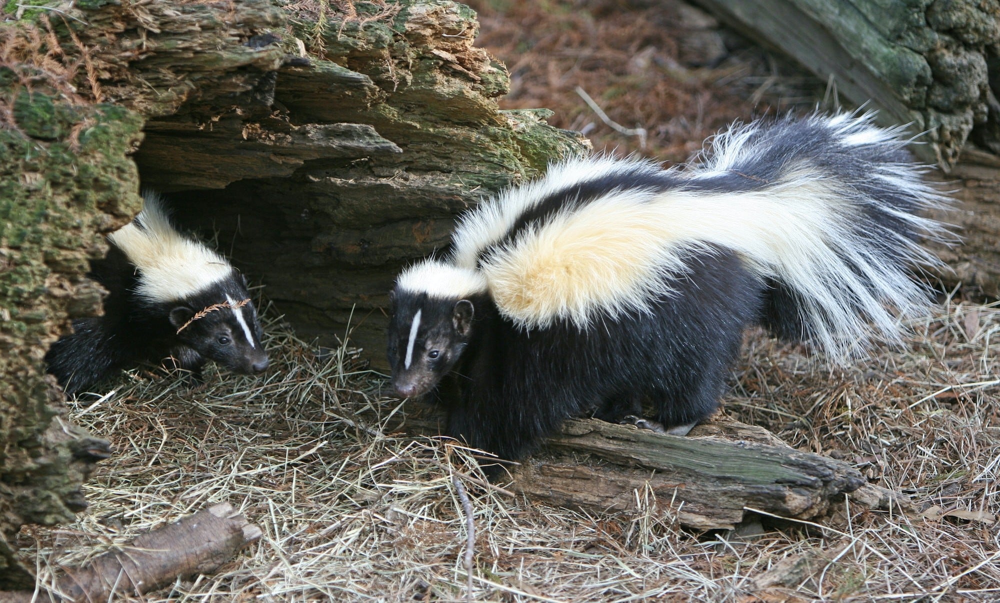 We get rid of skunk removal and skunk control in Austin TX