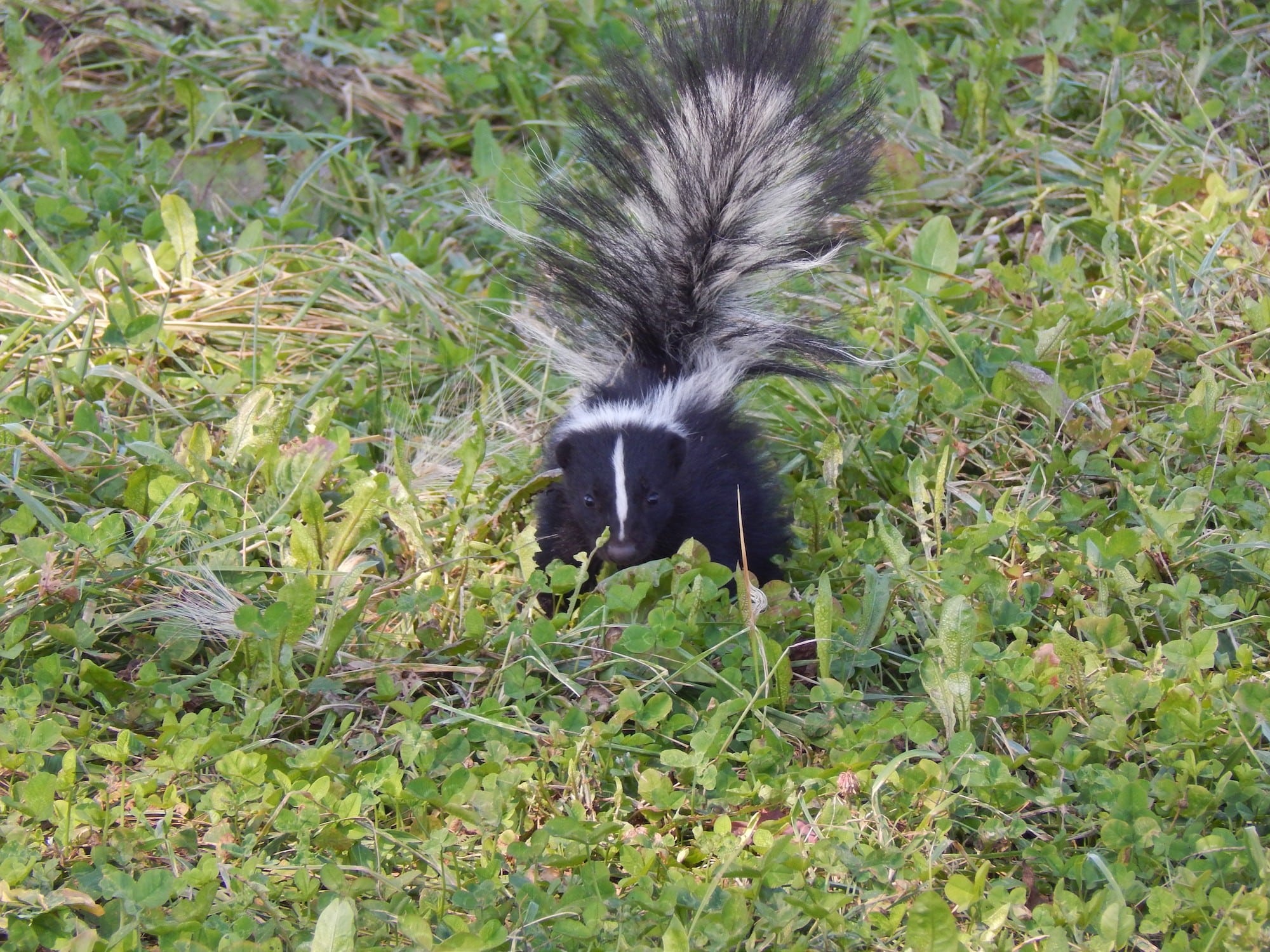 Do you need skunk removal services in Austin TX?