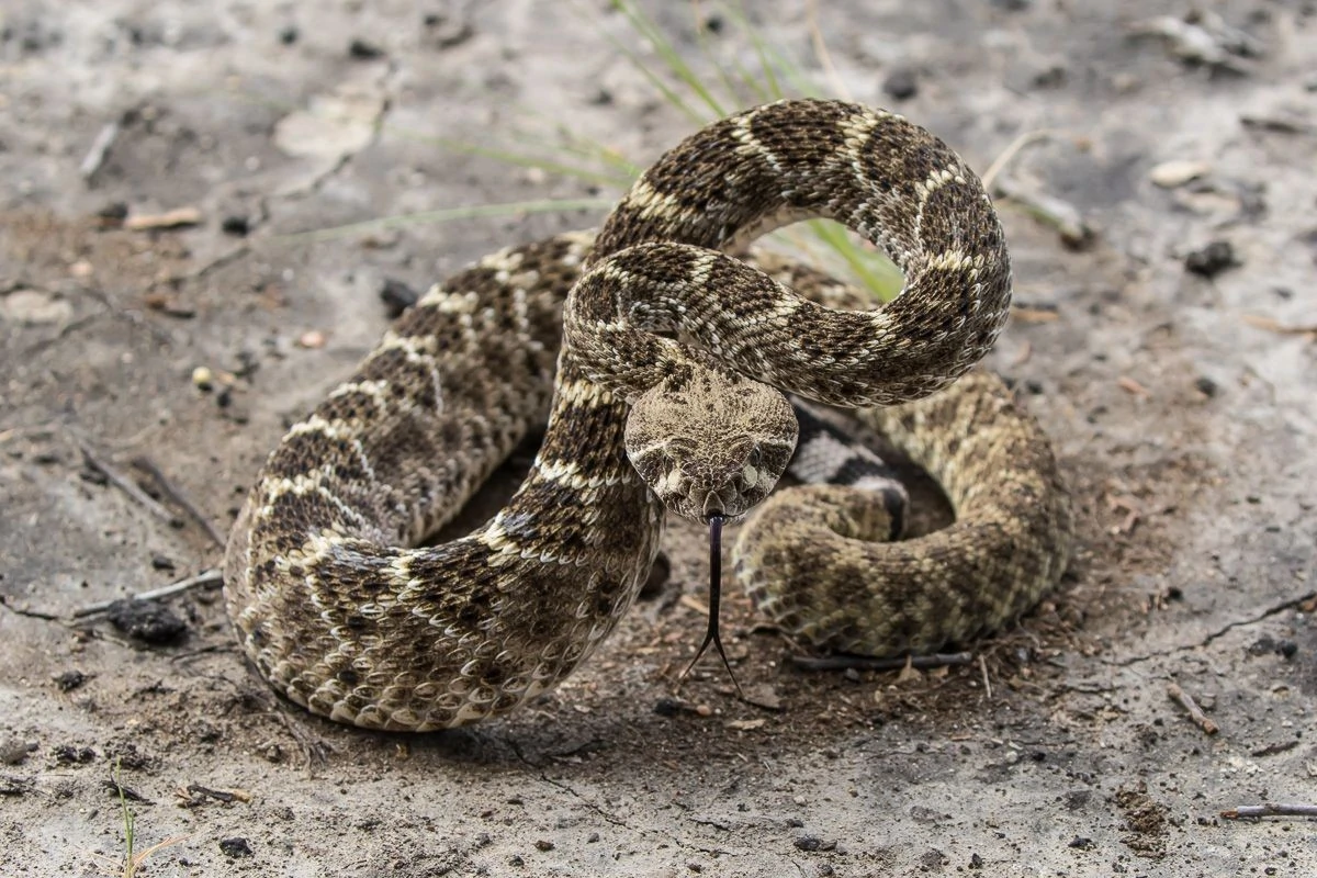 Austin Rattle Snakes Snake Removal Austin TX | 24/7 Emergency Snake Control Austin Texas
