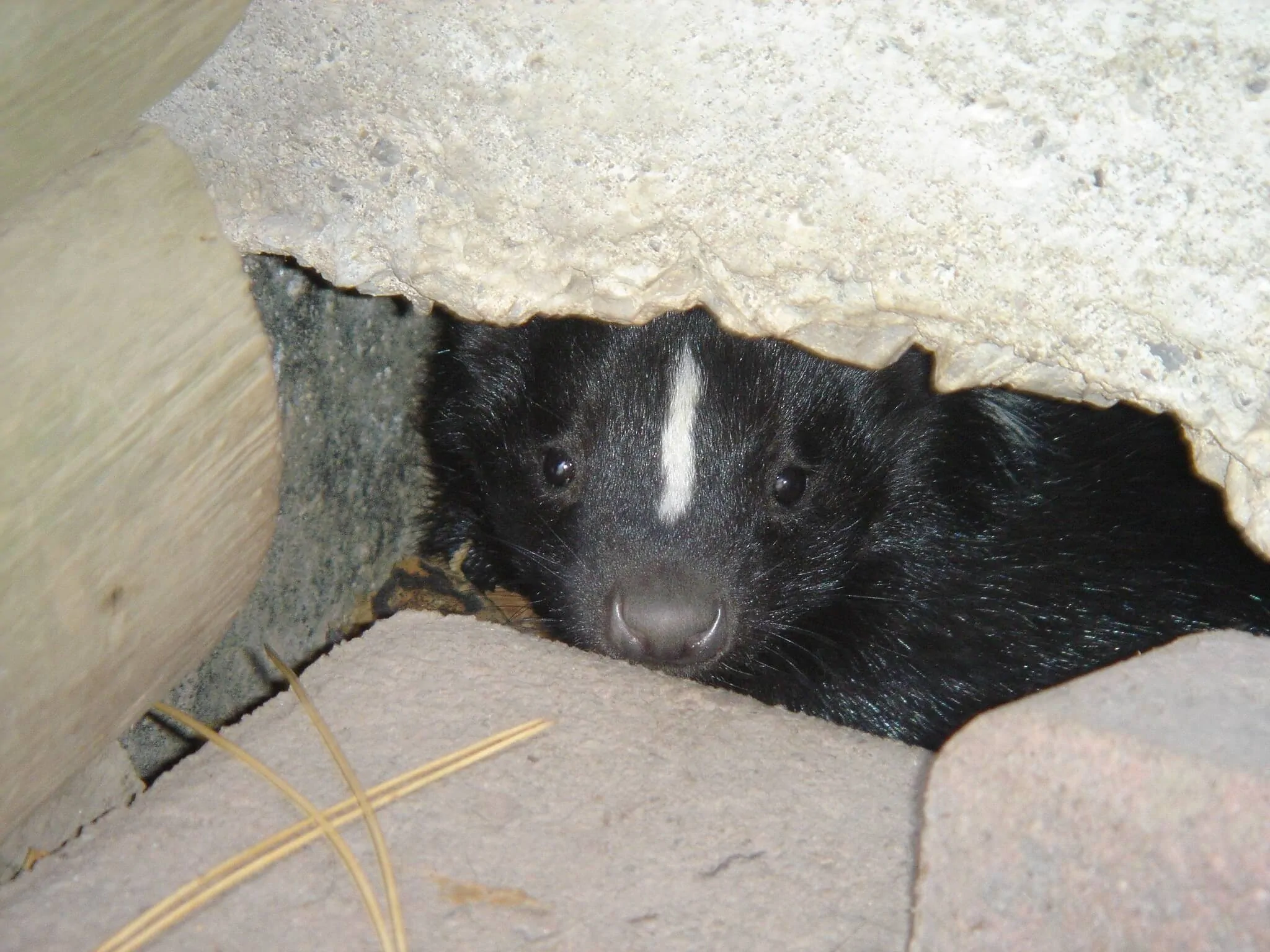 Skunk Removal Austin, TX | Humane Trapping & Odor Control | CEN-TEX ...
