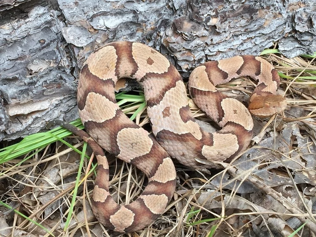 Austin Rattle Snakes Snake Removal Austin TX | 24/7 Emergency Snake Control Austin Texas