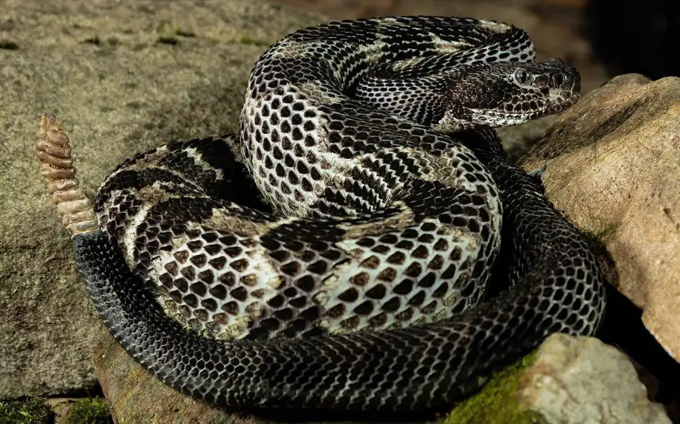 Snake Removal Austin TX | 24/7 Emergency Snake Control Austin Texas